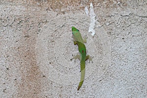 Gold Dust Day Gecko - Phelsuma Laticauda photo