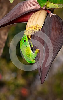 Gold dust day gecko Phelsuma laticauda lying on a banana tree branch,  Madagascar