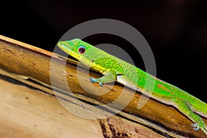 Gold dust day gecko Phelsuma laticauda lying on a banana tree branch,  Madagascar