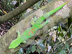 Gold dust day gecko Phelsuma laticauda, Syn. Pachydactylus laticauda, Der Goldstaub-Taggecko or il felsuma dalla coda larga