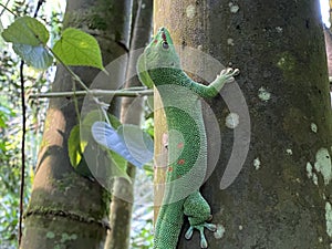 Gold dust day gecko Phelsuma laticauda, Syn. Pachydactylus laticauda, Der Goldstaub-Taggecko or il felsuma dalla coda larga