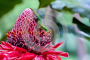 Gold dust day gecko on red torch ginger blossom in hawaii. photo