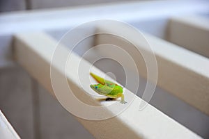 A gold dust day gecko sits for an animal portrait.