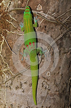 Gold dust day gecko on tree trunk in Hawaii