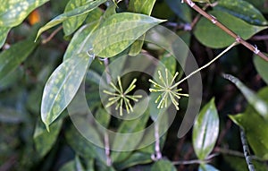 Gold-dust Dracaena flowers, Dracaena surculosa