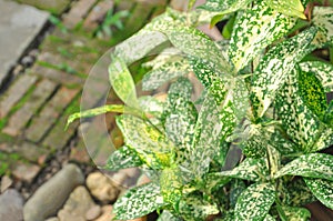 Gold-dust dracaena, Spotted dracaena,Florida Beauty,Dracaena surculosa Lindl.