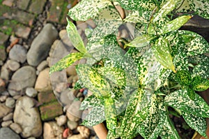 Gold-dust dracaena, Spotted dracaena,Florida Beauty,Dracaena surculosa Lindl.