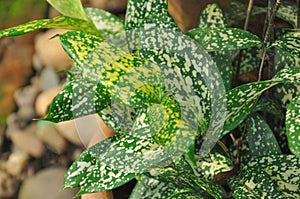 Gold-dust dracaena, Spotted dracaena,Florida Beauty,Dracaena surculosa Lindl