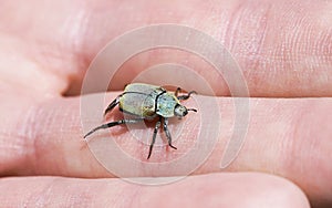 Gold dust tree beetle on hand