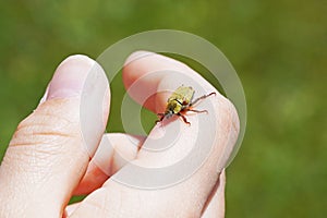 Gold dust tree beetle on hand