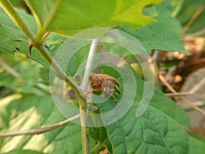 Gold-dust weevil/leaf eating weevil/snout beetle are breeding