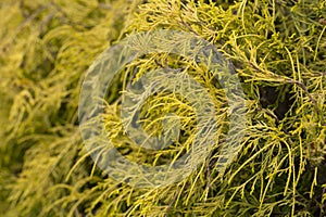 Gold dwarf threadleaf false cypress Chamaecyparis pisifera Filifera Aurea Nana photo