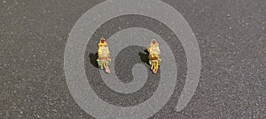 Gold earrings one pears background dork photo