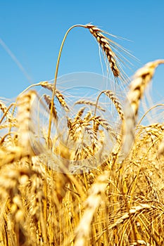 Gold ears of wheat