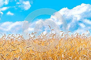 Gold ears of wheat against the blue sky