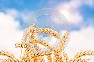 Gold ears of wheat against the blue sky