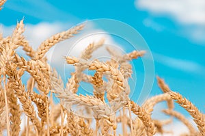 Gold ears of wheat against the blue sky