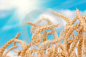 Gold ears of wheat against the blue sky