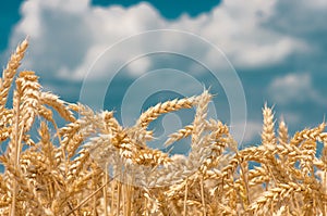 Gold ears of wheat against the blue sky