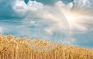 Gold ears of wheat against the blue sky