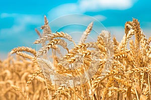 Gold ears of wheat against the blue sky