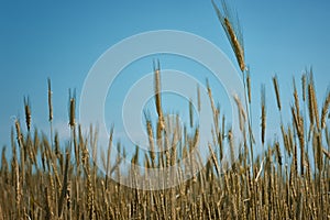 Gold ears of wheat against the blue sky and clouds soft focus, closeup, agriculture background.