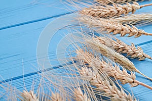 Gold ears wheat or rye on blue wooden background.