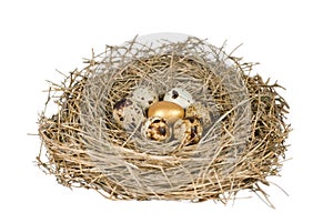 Gold egg in nest