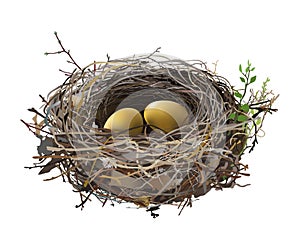 Gold Eggs in Bird`s Nest.