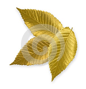 Gold Elm Leaf