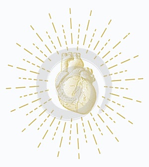 Gold engraving human heart on white BG with star burst