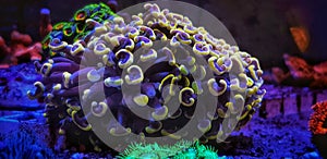 GOLD Euphyllia hammer species is Large Polyp Stony coral in saltwater reef aquarium