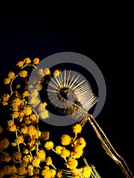 Gold eyelash extensions, Yellow Tweezers on a background of black and mimosa