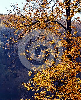 Gold fall high real tree