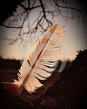 Gold feather in the wood