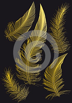 Gold feathers, vector drawings over black