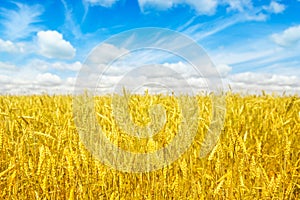 Gold fields Wheat panorama with blue sky and clouds, rural countryside