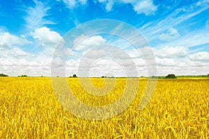 Gold fields Wheat panorama with blue sky and clouds, rural countryside