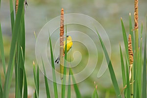 Gold finch