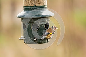 Gold Finch on a bird feeder