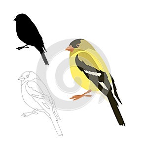 Gold finch bird vector illustration flat style