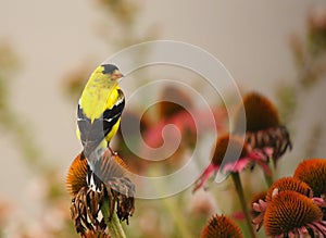 Gold Finch on Bloom