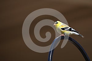 Gold finch