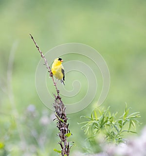 Gold Finch on Dead Plant