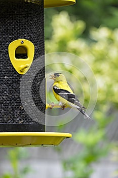 Gold Finch Eating