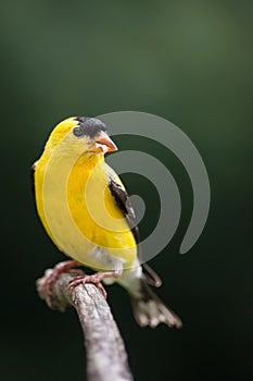 Gold Finch (Male)