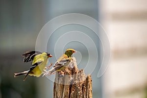 Gold Finch mates teaming up together in Summer