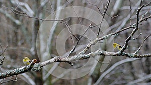 Gold finch perched