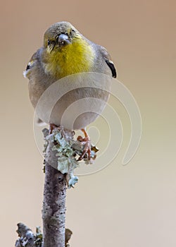 Gold Finch Perched