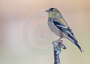 Gold Finch Perched